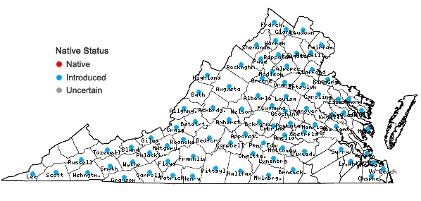 Locations ofCentaurea stoebe L. ssp. micranthos (S.G. Gmelin ex Gugler) Hayek in Virginia