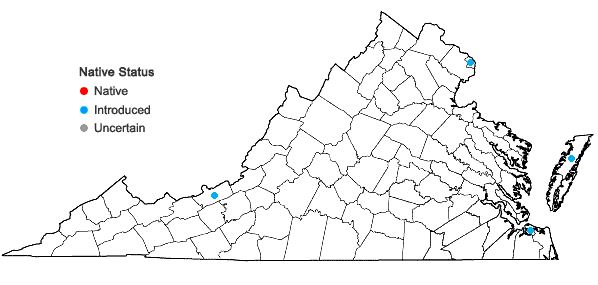 Locations ofCentaurium erythraea Raf. in Virginia