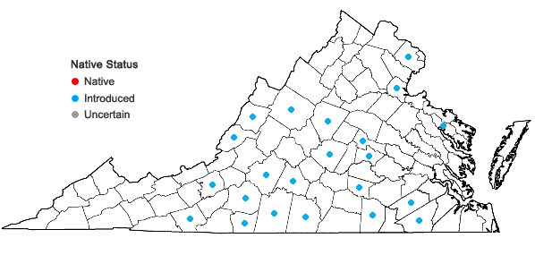 Locations ofCerastium brachypetalum Pers. in Virginia