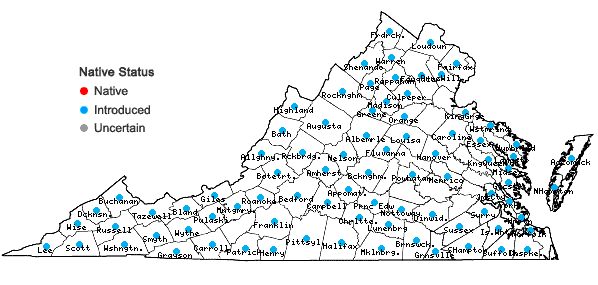 Locations ofCerastium fontanum Baumg. ssp. vulgare (Hartman) Greuter & Burdet in Virginia