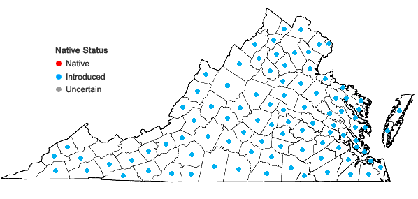 Locations ofCerastium glomeratum Thuill. in Virginia