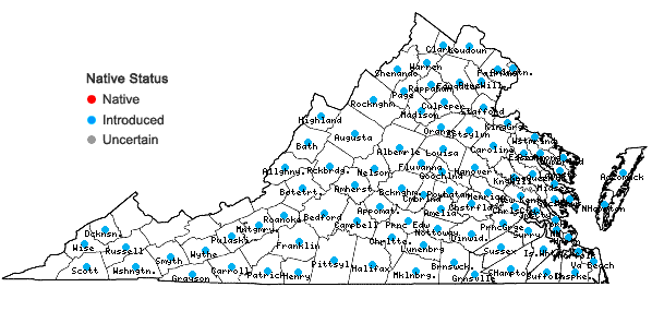 Locations ofCerastium glomeratum Thuill. in Virginia