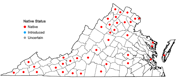 Locations ofCerastium nutans Raf. var. nutans in Virginia