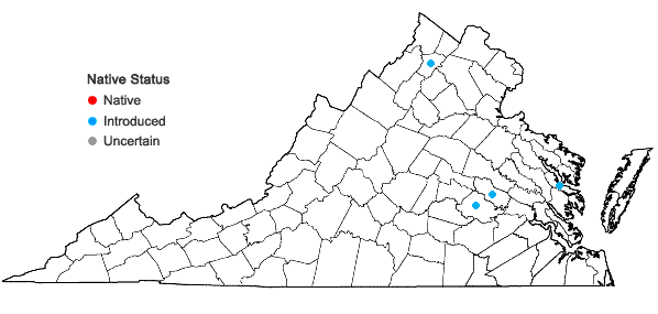 Locations ofCerastium pumilum W. Curtis in Virginia