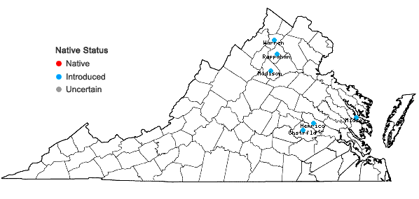 Locations ofCerastium pumilum W. Curtis in Virginia