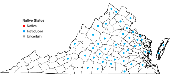 Locations ofCerastium semidecandrum L. in Virginia