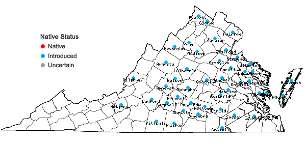 Locations ofCerastium semidecandrum L. in Virginia