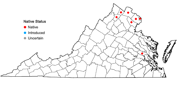 Locations ofCerastium velutinum Raf. var. velutinum in Virginia
