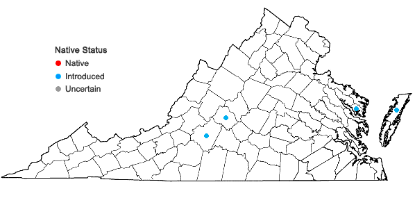 Locations ofChaenomeles japonica (Thunb.) Lindl. in Virginia