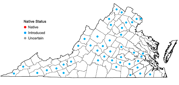 Locations ofChaenorhinum minus (L.) Lange ssp. minus in Virginia