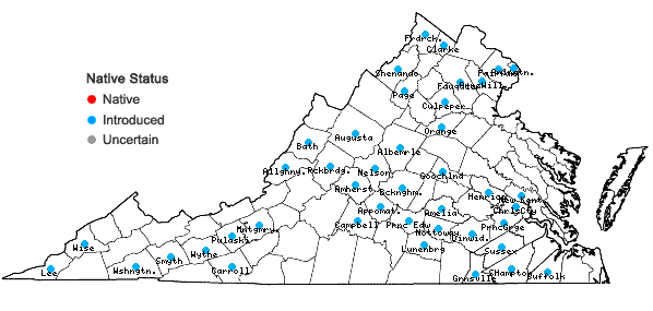 Locations ofChaenorhinum minus (L.) Lange ssp. minus in Virginia
