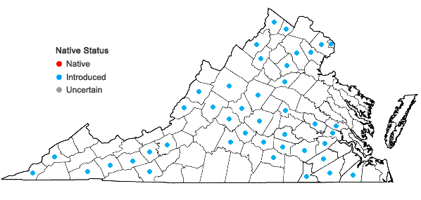 Locations ofChaenorrhinum minus (L.) Lange in Virginia