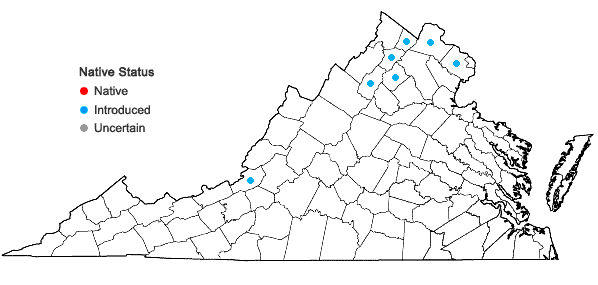 Locations ofChaiturus marrubiastrum (L.) Reichenb. in Virginia