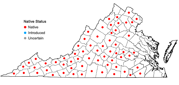 Locations ofChamaelirium luteum (L.) Gray in Virginia
