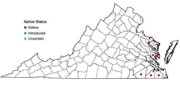 Locations ofChelone obliqua L. in Virginia
