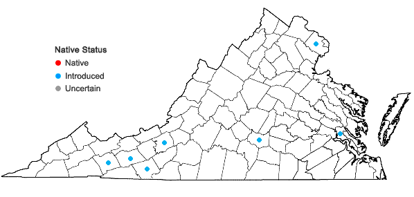 Locations ofChenopodiastrum murale (Linnaeus) S. Fuentes, Uotila, & Borsch in Virginia