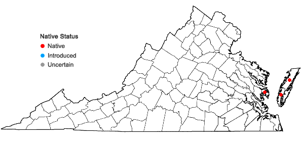 Locations ofChenopodium berlandieri Moquin-Tandon var. macrocalycium (Aellen) Cronquist in Virginia