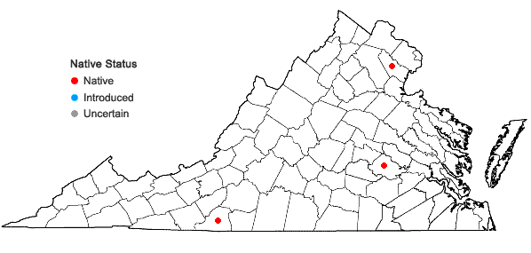 Locations ofChiloscyphus pallescens (Ehrh. ex Hoffm.) Dumort. var. pallescens in Virginia