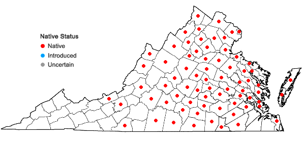 Locations ofChimaphila umbellata (L.) W. Barton ssp. cisatlantica (Blake) Hulten in Virginia