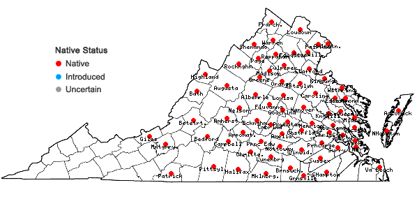 Locations ofChimaphila umbellata (L.) W. Barton ssp. cisatlantica (Blake) Hulten in Virginia