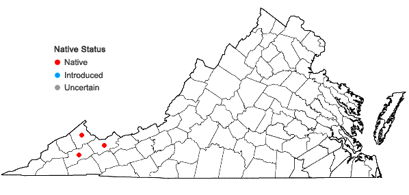 Locations ofChrysogonum repens (Cassini) Nesom in Virginia