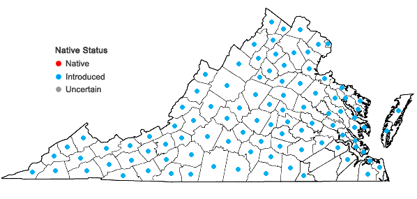 Locations ofCichorium intybus L. in Virginia