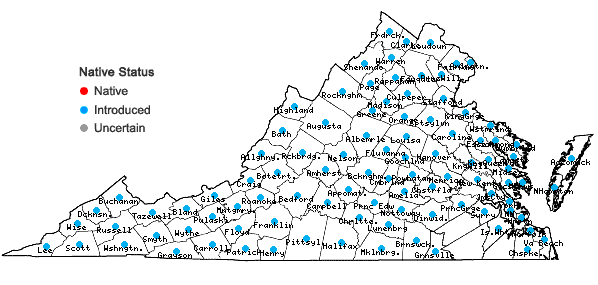 Locations ofCichorium intybus L. in Virginia