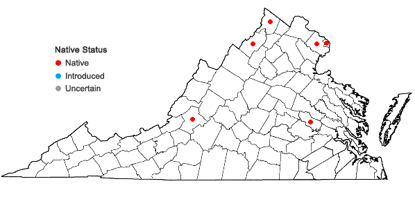 Locations ofCirsium altissimum (L.) Hill in Virginia