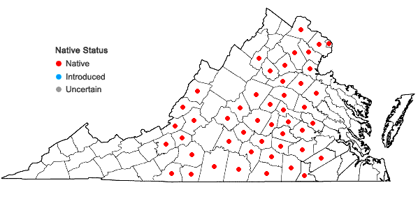 Locations ofClematis ochroleuca Ait. in Virginia