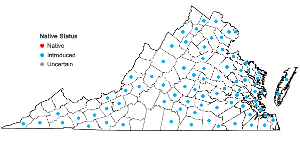 Locations ofClematis terniflora DC. in Virginia