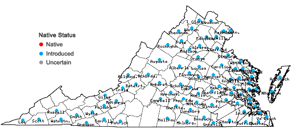Locations ofClematis terniflora DC. in Virginia