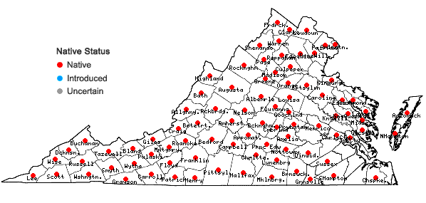 Locations ofClematis virginiana L. in Virginia