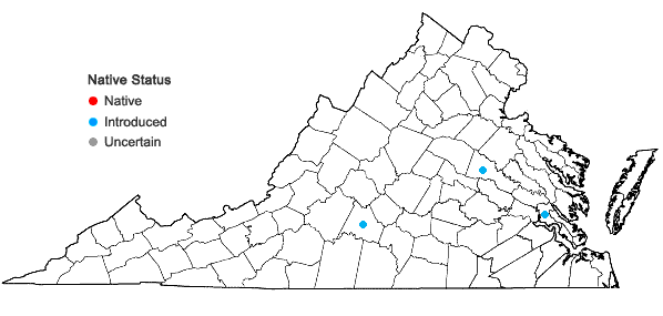 Locations ofClerodendrum trichotomum Thunb. in Virginia