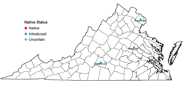 Locations ofClerodendrum trichotomum Thunb. in Virginia