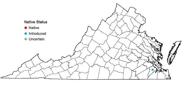 Locations ofClinopodium ascendens (Jordan) Sampaio in Virginia