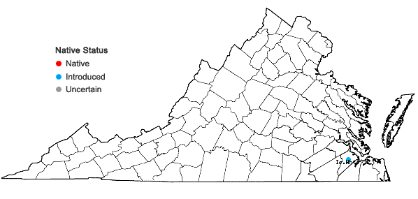 Locations ofClinopodium ascendens (Jordan) Sampaio in Virginia