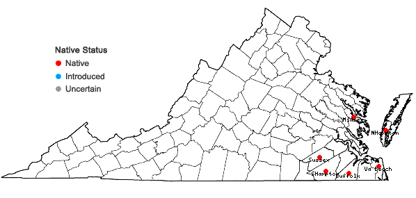 Locations ofColeataenia anceps (Michx.) Soreng ssp. rhizomatosa (Hitchcock & Chase) Soreng in Virginia