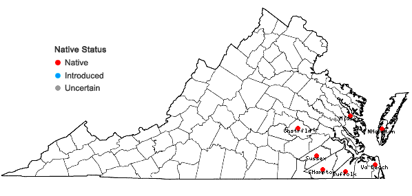 Locations ofColeataenia anceps (Michx.) Soreng ssp. rhizomatosa (Hitchcock & Chase) Soreng in Virginia
