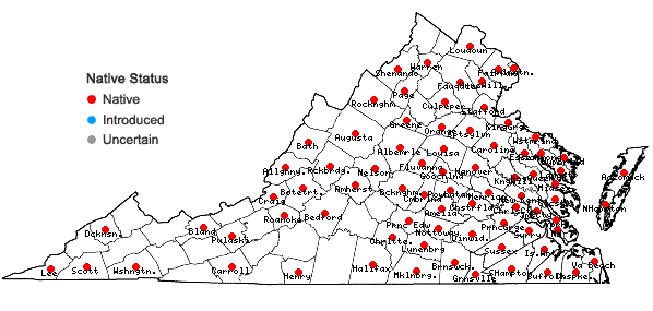 Locations ofColeataenia rigidula (Bosc ex Nees) LeBlond ssp. rigidula in Virginia