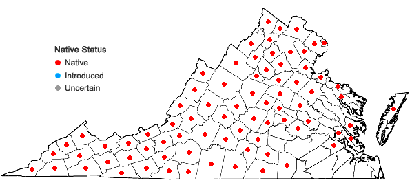 Locations ofCollinsonia canadensis L. in Virginia