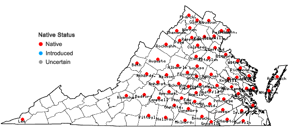 Locations ofComandra umbellata (L.) Nuttall var. umbellata in Virginia