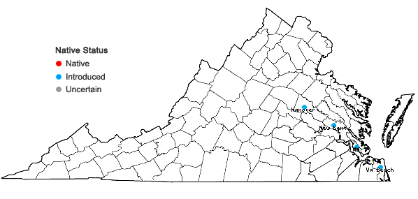 Locations ofCortaderia selloana (Schultes & Schultes f.) Aschers. & Graebn. in Virginia