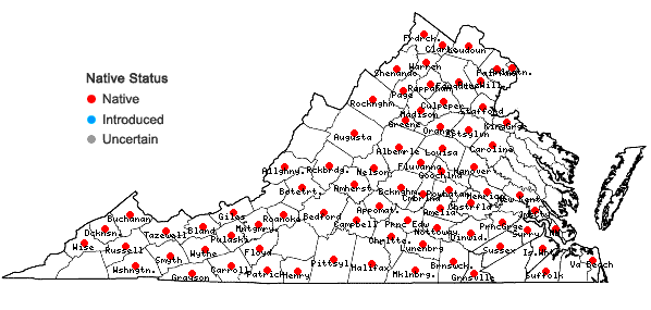 Locations ofCorydalis flavula (Raf.) DC in Virginia