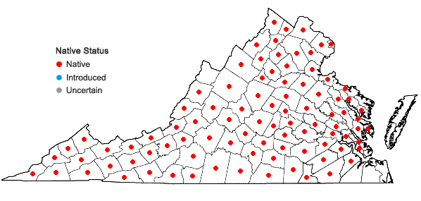 Digital Atlas of the Virginia Flora | Corylus americana Walt.