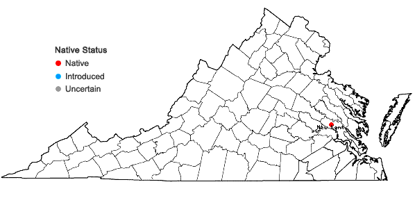 Locations ofCrataegus craytonii Beadle in Virginia