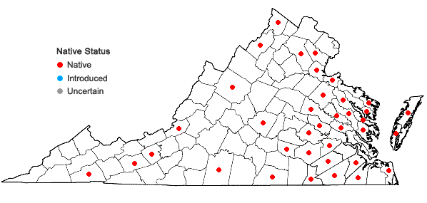 Locations ofCrocanthemum canadense (L.) Britton in Virginia