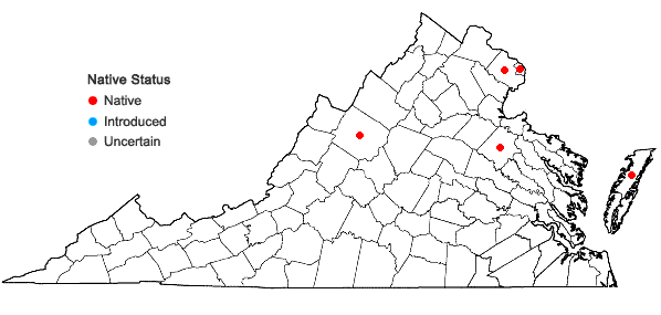 Locations ofCrocanthemum propinquum (Bicknell) Bicknell in Virginia