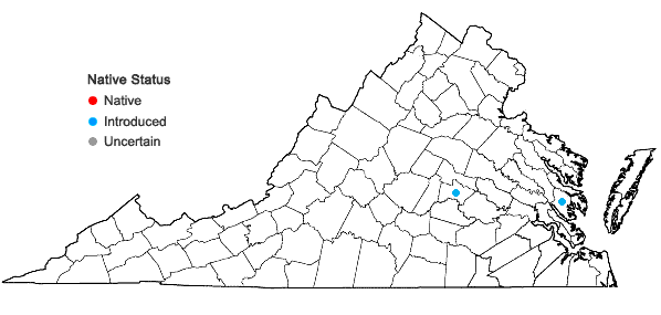 Locations ofCrotalaria pallida Aiton var. obovata (G. Don) Polhill in Virginia