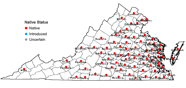 Locations ofCroton glandulosus L. var. septentrionalis Muell.-Arg. in Virginia