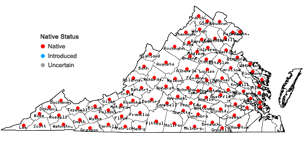 Locations ofCryptotaenia canadensis (L.) DC. in Virginia